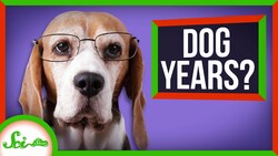 The Truth About Dog Years (Your Pupper Is Older Than You Think!) Instructional Video