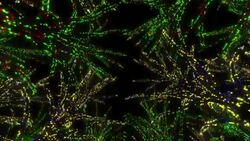 Neon Tree illumination Stock Footage