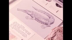 1970s: View of exhibit with rock artifact Stock Footage