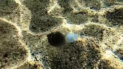 Plastic pollution in sea Stock Footage