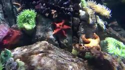 Starfishes in an aquarium in California Stock Footage