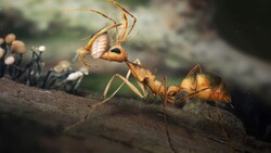 You're Living On An Ant Planet Instructional Video