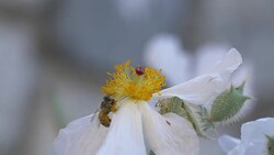 Crab Spider on white poppy Stock Footage