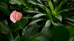 Wild delicate poisonous Calla lily with yellow stamen, family Araceae. Water-arum blooming in the garden as natural floral background. Gentle Exotic tropical flower looks out from green fresh leaves. Stock Footage