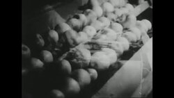 Apples on a Conveyor Belt, 1940s Stock Footage