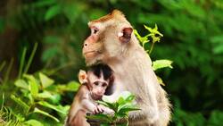 Introduction to Primates: Exploring the Classification and Characteristics Instructional Video