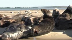 CLEAN : US: 'Amazing revelations' for scientists tagging great white sharks near Cape Cod News Clip