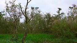 Large Nestling Great Egret in Large Nestling Great Egret in Phatthalung Province Stock Footage