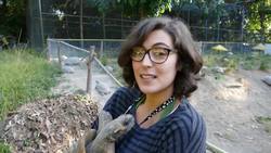 Zoologists bring extinct tortoises back to Rio de Janeiro  News Clip