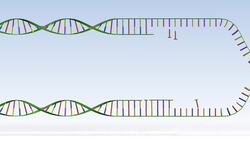 Explanation and Animation of DNA Replication Instructional Video
