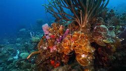 Seascape of coral reef in the Caribbean Sea around Curacao at dive site Groote with various corals and sponges Stock Footage