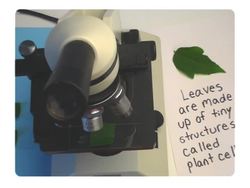 Writing in Science: Observing and Writing Instructional Video