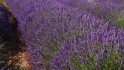 Lavender fields on Valensole Plain of Provence region of Southern France Stock Footage