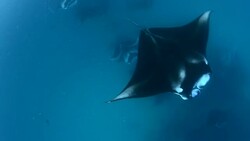 Manta Rays in Hanifaru bay, Maldives Stock Footage