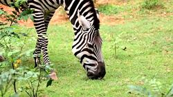 Zebra at safari, slow motion Stock Footage