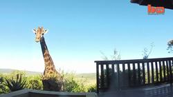 Giraffe Caught On Camera Drinking From Swimming Pool Instructional Video