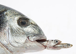 Oceanic Food Chain Instructional Video