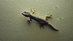 I WONDER - What Is Special About A Gecko? Instructional Video