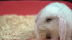 itchy fluffy white rabbit Stock Footage