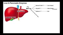 Liver Enzymes EXPLAINED Instructional Video