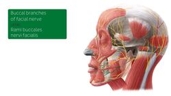 Superficial nerves of the face and scalp Instructional Video