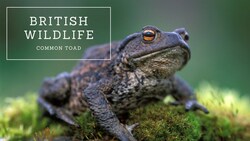 British Wildlife: Common Toad Instructional Video