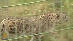 Kyrgyzstan wildlife bounces back after hunting moratorium News Clip