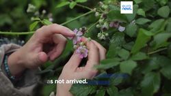 French rains drench bees and their habitats News Clip