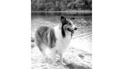 Pros & Cons of the Collie Breed Instructional Video