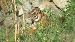 Two Female Sumatran Tiger Cubs Explore Their Exhibit For the First Time Instructional Video
