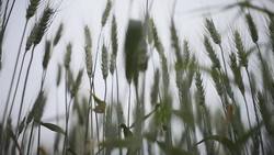 Barley: Why It's a Super Grain Instructional Video