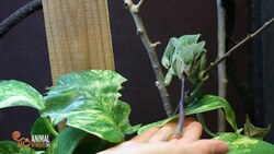 Twirly the Veiled Chameleon's ballistic tongue Instructional Video