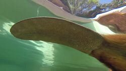 Introducing Justine the Beaver! One of the Cutest Animals You’ll See Instructional Video