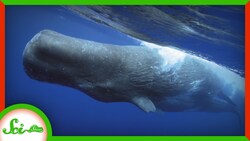 Whale Poop Helps Cool Our Planet Instructional Video