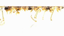 Mosquitos pupa larva, Example in the laboratory - scientific research and development concept. Stock Footage