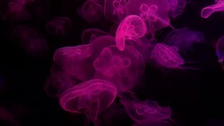 Jellyfish color light Stock Footage