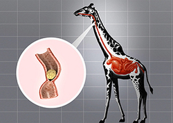 Peristalsis Instructional Video