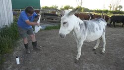CLEAN : Meet Buckwheat, the donkey you can hire to crash Zoom meetings News Clip