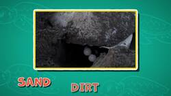 I WONDER - Where Do Turtles Lay Eggs? Instructional Video