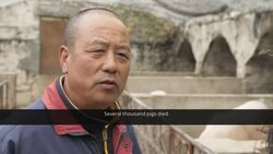 African swine fever kills over a third of China's pigs News Clip