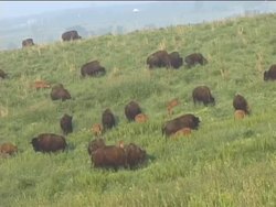 Adaptations for Obtaining Food in Living Things Instructional Video