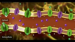 Action Potential Physiology (Part 2) Instructional Video