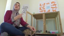 Volunteers care for stray kittens Instructional Video