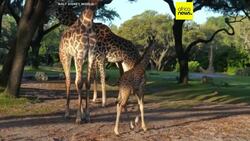 Disney welcomes baby giraffe called Tucker News Clip
