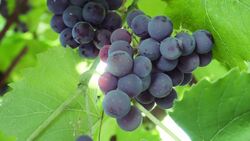 The History of Grapes: From Ancient Times to Today Instructional Video