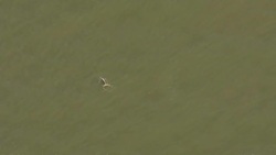 Beluga whale spotted in River Thames Stock Footage