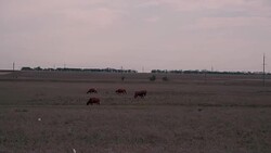Cows grazing on a big meadow Stock Footage