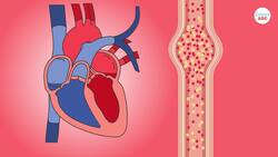 Circulatory System And The Heart | Explained In Simple Words Instructional Video