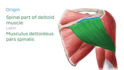 Deltoid muscle Instructional Video