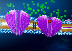 Active transport Instructional Video